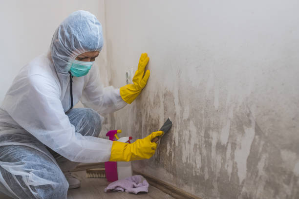 Best Mold Remediation for Healthcare Facilities  in Sky Valley, CA